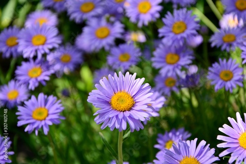 Purple Alpine asters in the garden enjoy the sun.