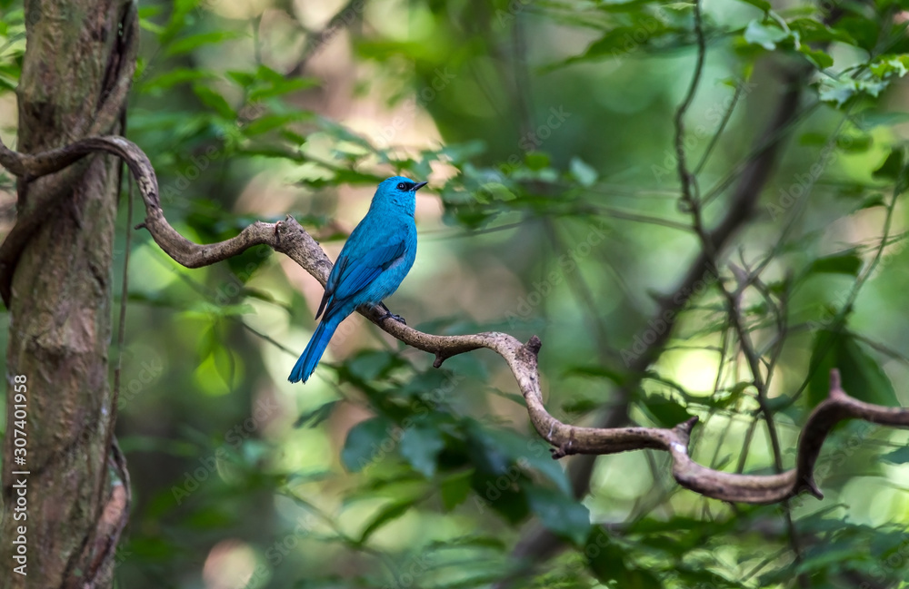 Verditer Flycatcher bird male in Thailand Verditer Flycatcher bird male in Thailand