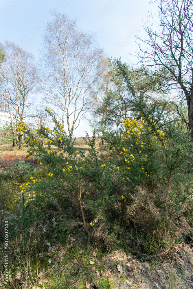 View over Nationaal Park Veluwe Zoom near Rozendaal in The Netherlands, a national park. View over Nationaal Park Veluwe Zoom near Rozendaal in The Netherlands, a national park.
