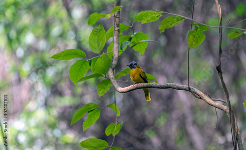 Black – headed Bulbul birdon branch tree ,Birde of Thailand.