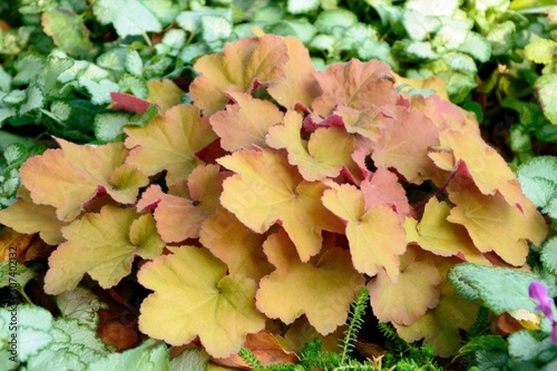Amazing colorful orange and pink heuchera in the garden closeup
