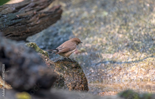aiga flycatcher standing on the rock branch that is lying in the water