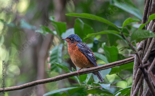 hite-throated Rock Thrush (Monticola gularis) bathing and splashing in freshwater lake, resident bird of Thailand. 