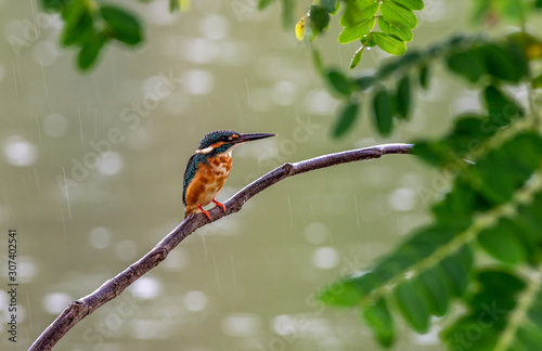 common kingfisher on a tree branch in Thailand