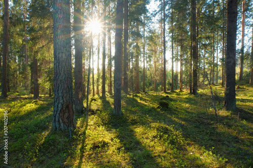 Fototapeta Naklejka Na Ścianę i Meble -  Spruce Tree Forest, Sunbeams through illuminating Moss Covered Forest canopy