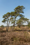 View over Nationaal Park Veluwe Zoom near Rozendaal in The Netherlands, a national park.