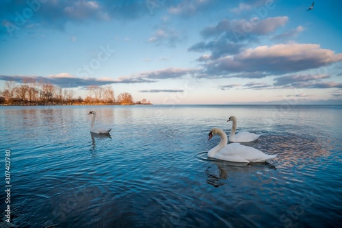 Fototapeta Naklejka Na Ścianę i Meble -  Swans on a Lake