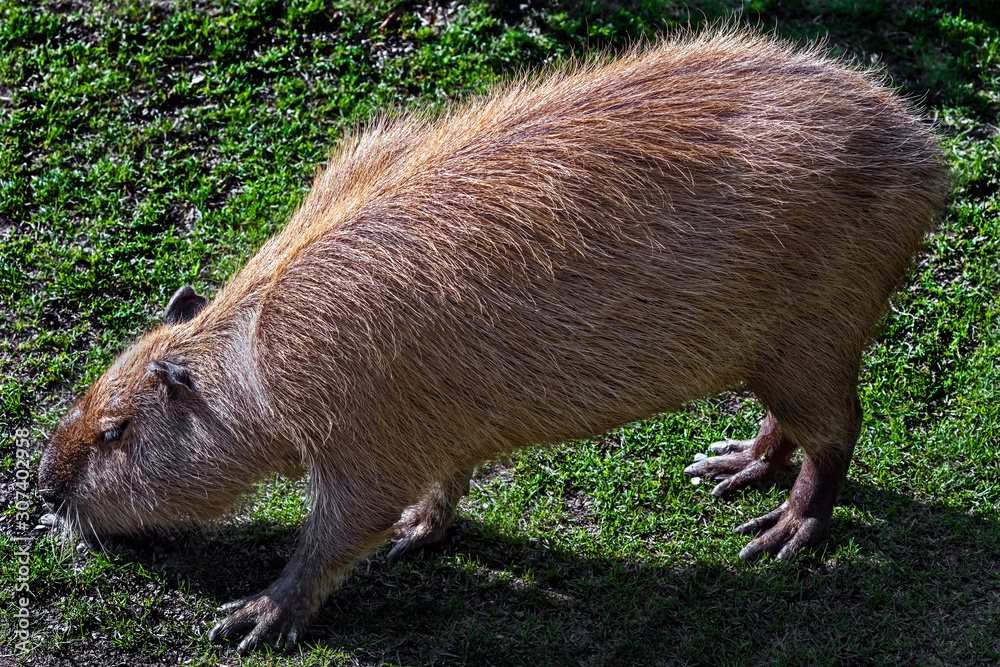 Capybara on the lawn. The biggest modern rodent. Latin name - Hydrochoerus hydrochaeris Capybara on the lawn. The biggest modern rodent. Latin name - Hydrochoerus hydrochaeris