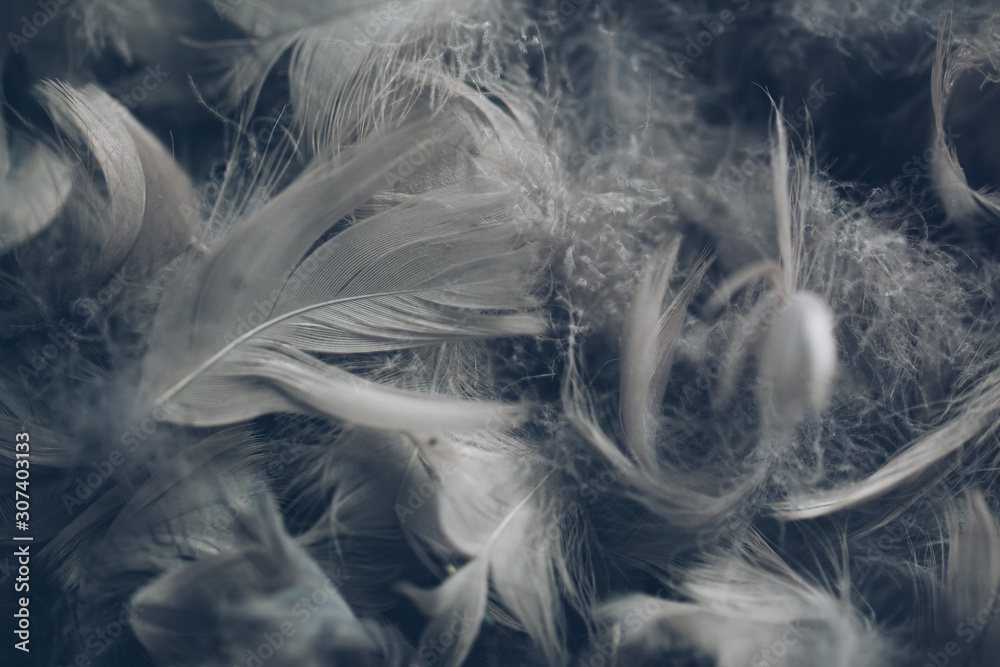 Obraz premium Soft background with grey feathers.