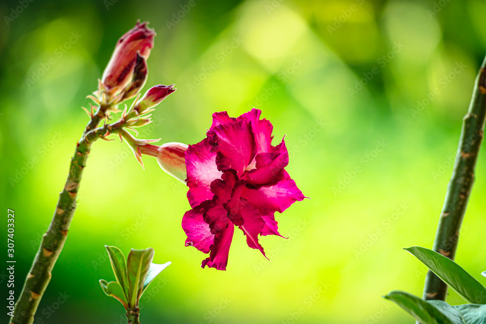 A beautiful flower of the mock azalea family A beautiful flower of the mock azalea family