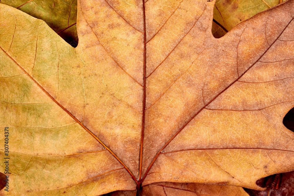 Fallen autumn and winter leaves Fallen autumn and winter leaves