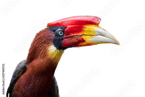 Southern rufous hornbill isolated on a white background photo