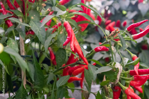 pimenta dedo de moça em vaso