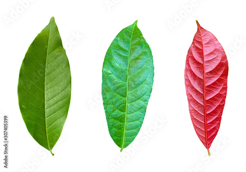 Set of Spotted ficus leaves plant on white background