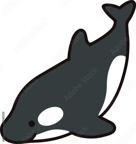 Outlined killer whale swimming