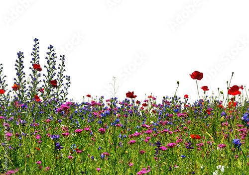 Poppies, cornflowers, salvia and other wildflowers on lawn isolated on white backgrounds. © irakite