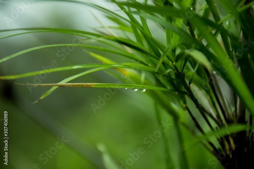 bamboo leaves with rain drops