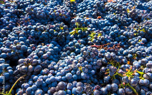 Blue Grapes Recently Harvested. Blue Grapes Background of freshly picked grapes, Wine Grapes