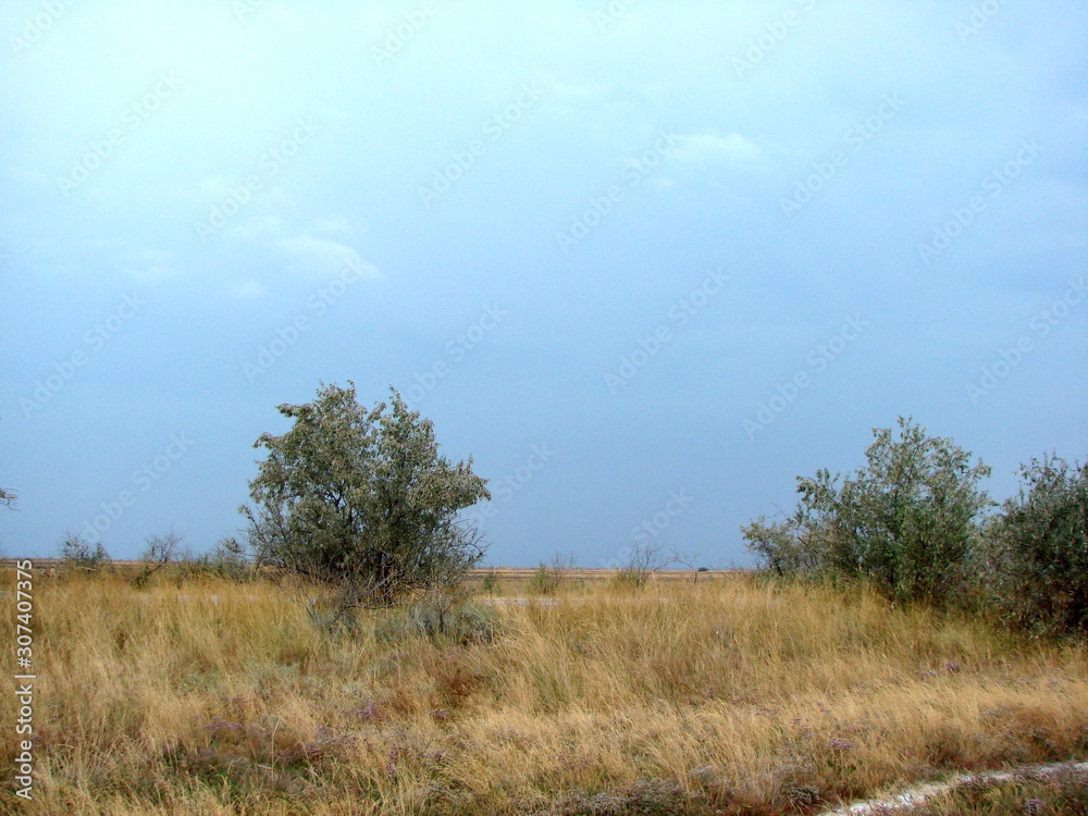 Amazing natural picture of the various colors of the threatening sky above the trees on the roadside.