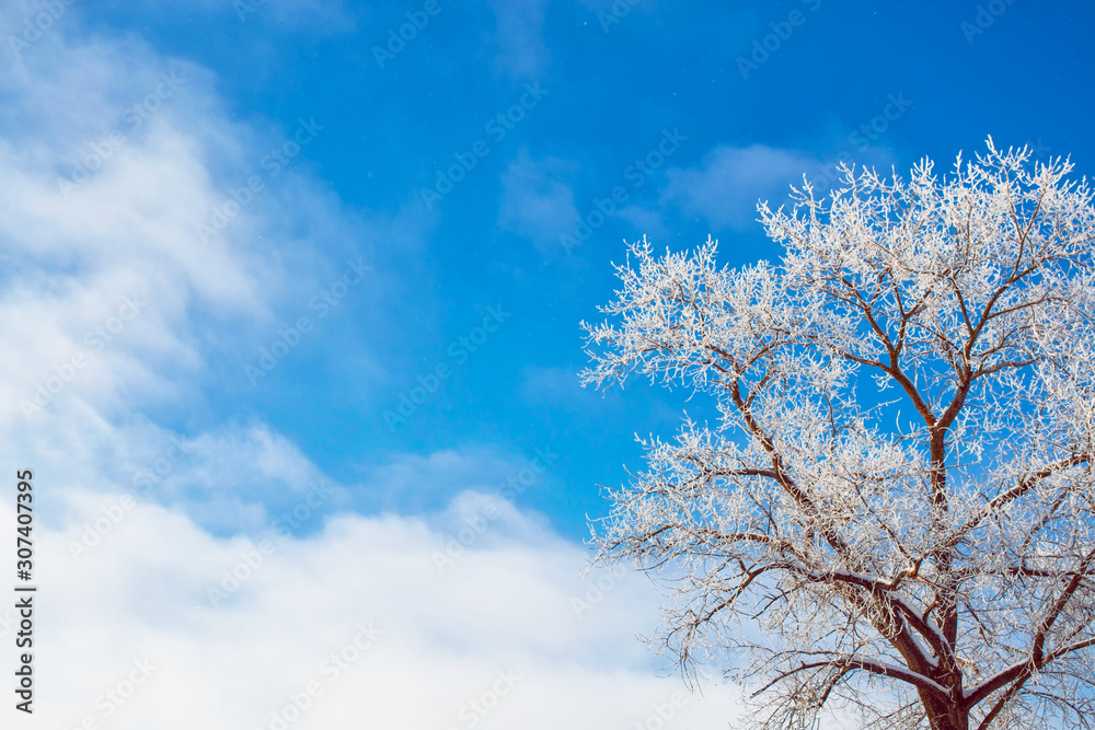 Frozen winter forest with snow covered trees. Frozen winter forest with snow covered trees.
