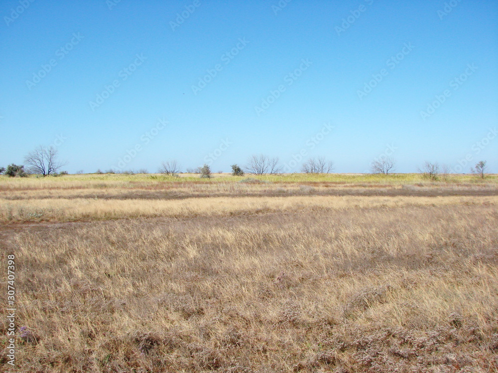 Panorama of poor vegetation of Azov salt marshes under the rays of the morning sun on a background of clear blue sky.