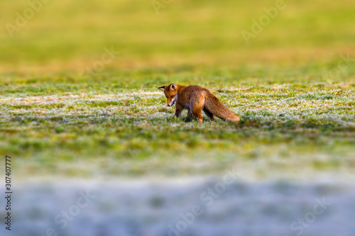young red fox is hiding on the field © Mario Plechaty