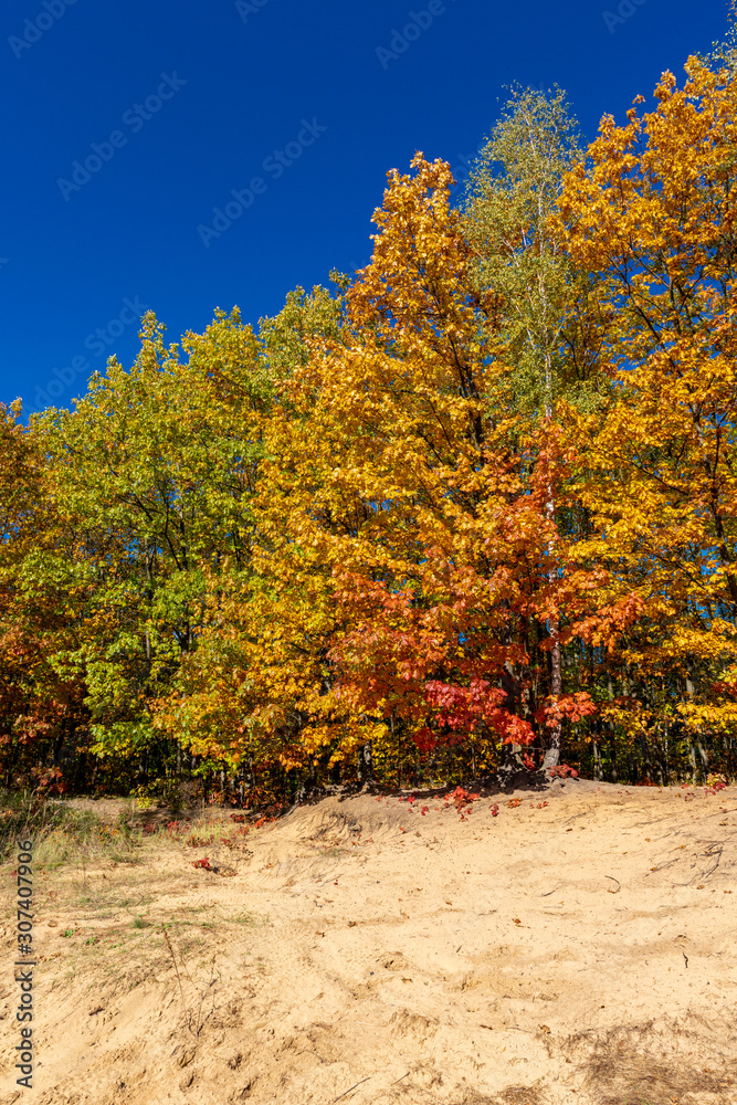 Fall in the forest with blue sky Fall in the forest with blue sky