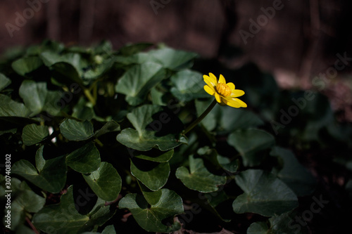 yellow flowers in the garden