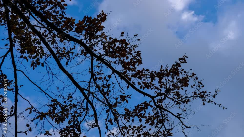 .Time-lapse of tree branch in forest on foreground with moving clouds over blue sky. .Time-lapse of tree branch in forest on foreground with moving clouds over blue sky.