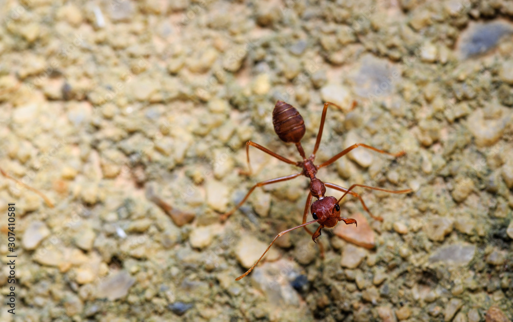 Macro closeup shot of red ant on sands
