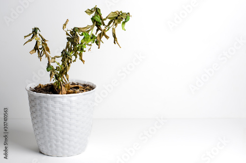 Dead plant in a pot. The concept of improper care of houseplants. White background