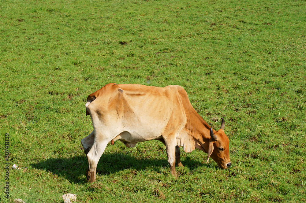 Cow grazing on green grass with room for text Cow grazing on green grass with room for text