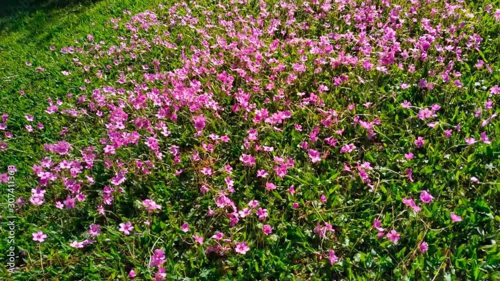 Pink flowers in the grass on the floor Pink flowers in the grass on the floor