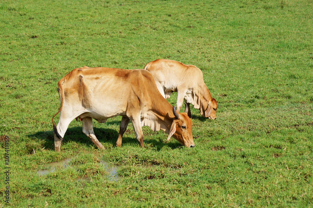 Two cow grazing on grass 
