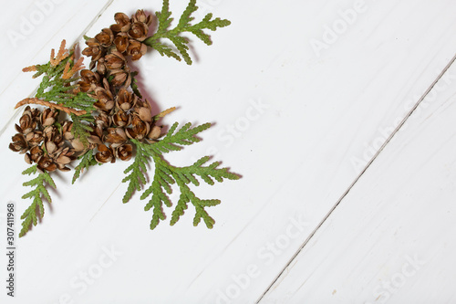 Thuja branch and cones on the background of wooden boards. The boards are painted white.