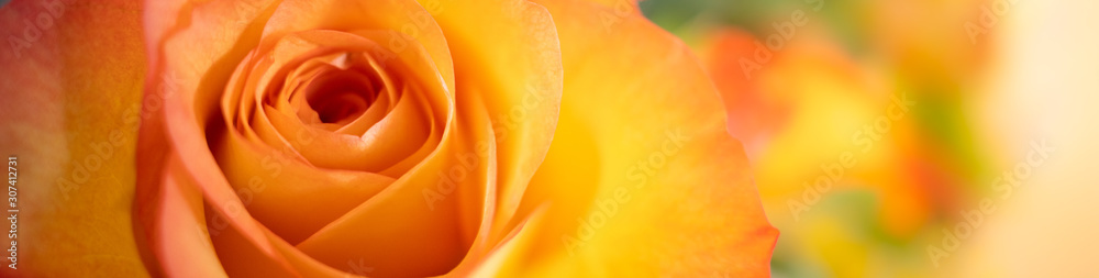 Fototapeta Zbliżenie natury widok pomarańcze róża na zamazanej tła i kopii przestrzeni używać jako tło naturalnych roślin krajobraz, ekologii okładkowej strony pojęcie.