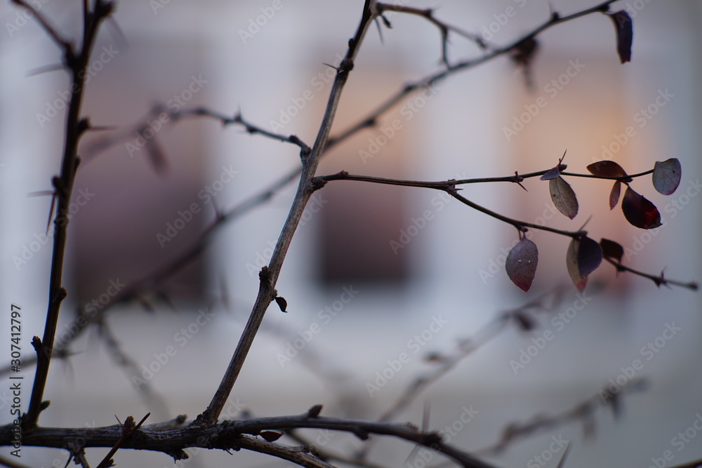 Barberry branch with dry leaves on the background of a window. Barberry branch with dry leaves on the background of a window.