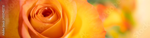 Nature view of orange rose on blurred background using as background natural plants landscape, ecology cover page