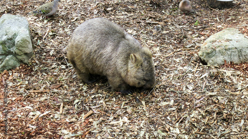 Australien busch outback Tiere Wild Wildniss Kanguruh Wombat photo