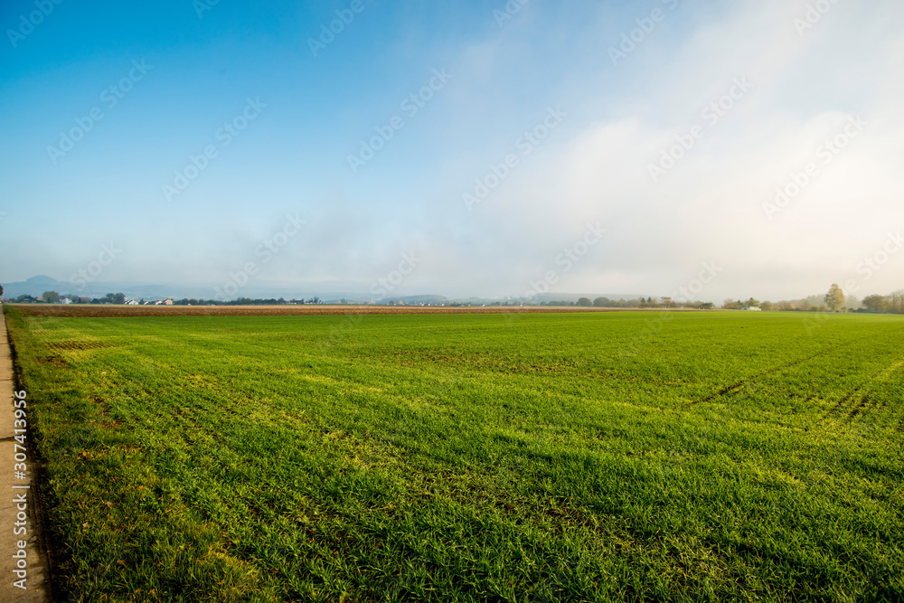 energy plant szarvasi grass in Germany energy plant szarvasi grass in Germany