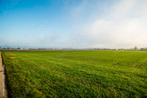 energy plant szarvasi grass in Germany