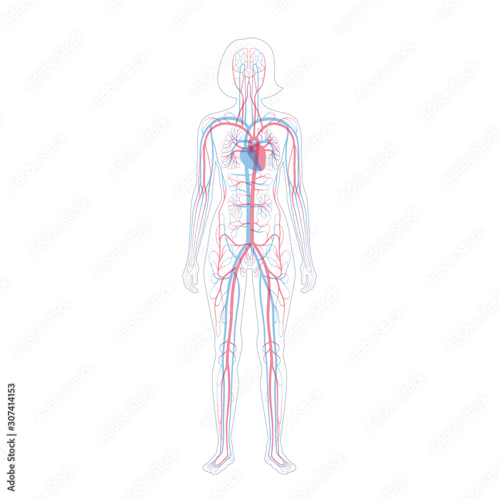 circulatory system anatomy circulatory system anatomy
