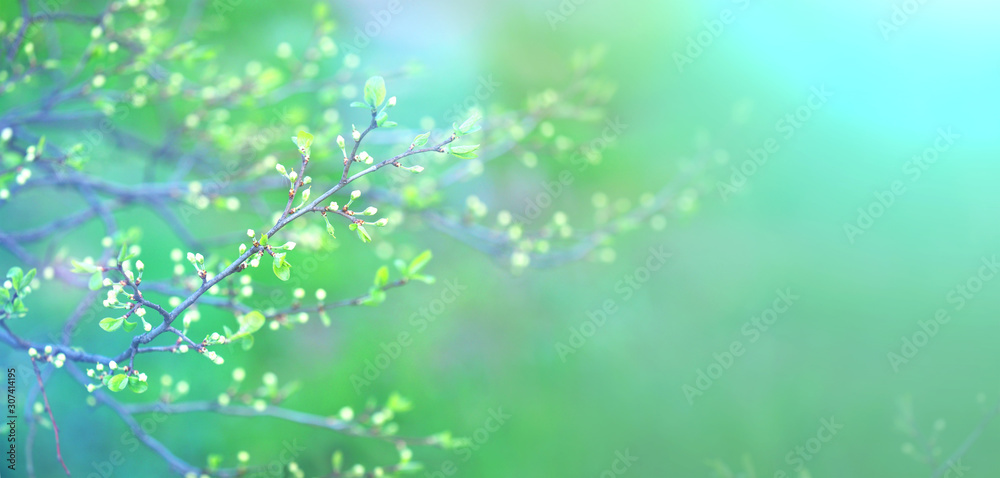 Delicate spring toned image of a blossoming garden. Buds and buds, spring background, panoramic view Delicate spring toned image of a blossoming garden. Buds and buds, spring background, panoramic view
