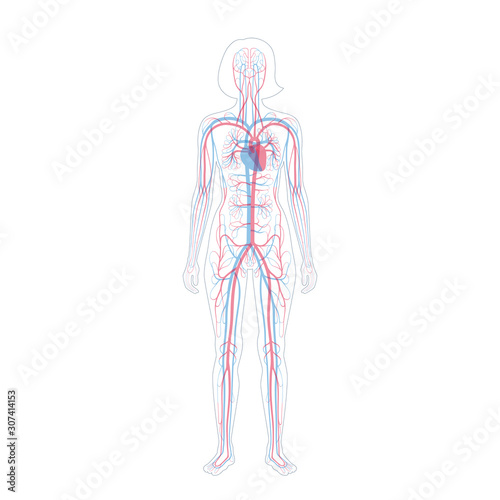 circulatory system anatomy