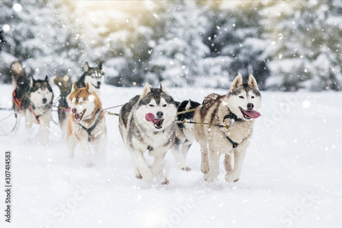 Sled dog-racing with Alaskan malamute and husky dogs. Snow, winter, competition, race concept. photo