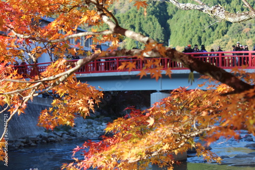 Autumn leaves of Nara Park in Japan