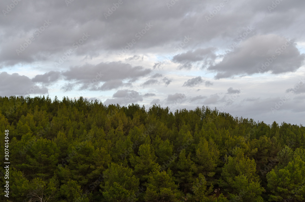 Trees and cloudy sky at the end of the day. Lagoa, Algarve, Portugal