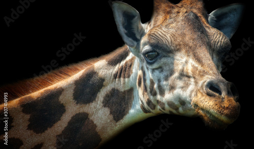 Rothschild s Giraffe