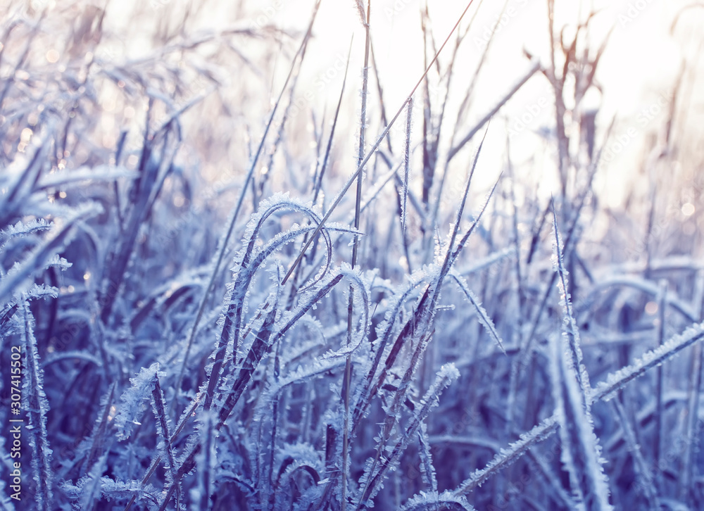 Fototapeta premium winter natural background with field dry grass covered shiny transparent crystals of frost shimmer in the light of the frosty morning new year's sun