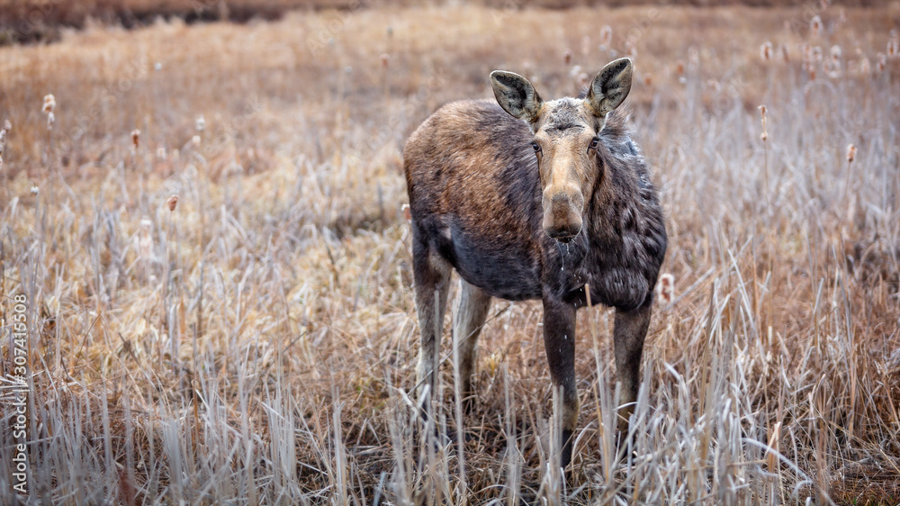Fototapeta premium Moose in the Wetland